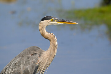 Great Blue Heron Closeup Portrait  Against River with Blue Water