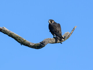Peregrine Falcon Sitting on Dead Tree Branch on Blue Sky