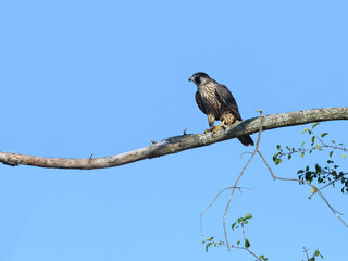 Peregrine Falcon Standing on Dead Tree Branch and Eating a Bird on Blue Sky