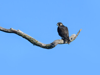 Peregrine Falcon Sitting on Dead Tree Branch on Blue Sky