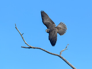 Peregrine Falcon Flying with Open Wings on Blue Sky