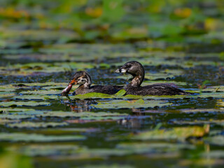 Pied-billed Grebe Chick Holding a Fish and Swimming with Adult Grebe