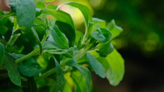 Stevia rebaudiana branch close up on blurred green garden background.stevia plant.Alternative Low Calorie Vegetable Sweetener. sweet leaf sugar substitute. High quality 4k footage