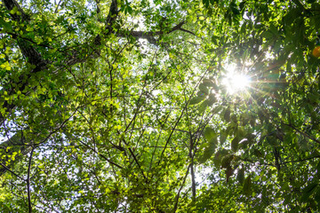 Fototapeta na wymiar 緑の森に差し込む太陽の光