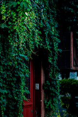 old house in the woods