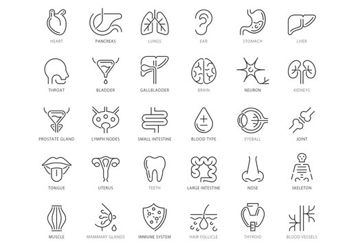 Human Organs Line Icon Set