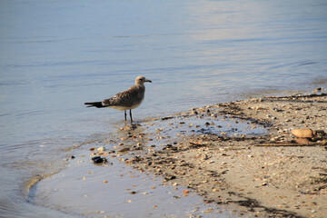 Sea gull on northeast Florida river shore