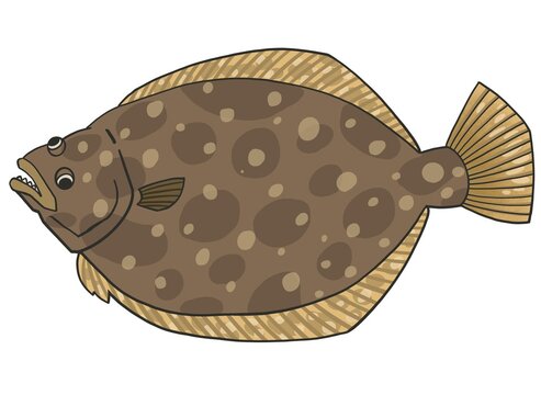 ヒラメのイラスト