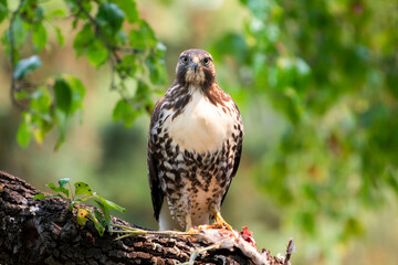 A red Tailed Hawk has taken its place 