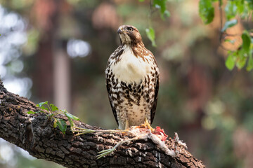 A red Tailed Hawk has taken its place 