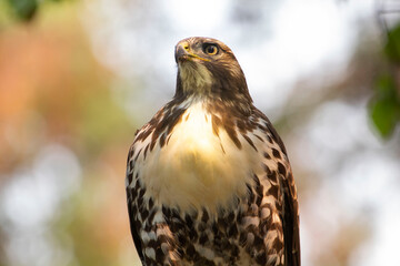 A red Tailed Hawk has taken its place 