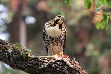 A red Tailed Hawk has taken its place 