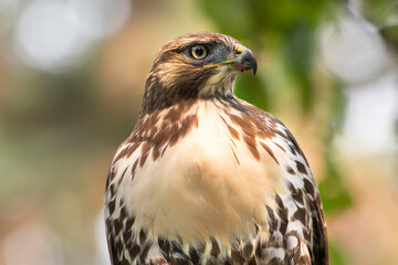 A red Tailed Hawk has taken its place 