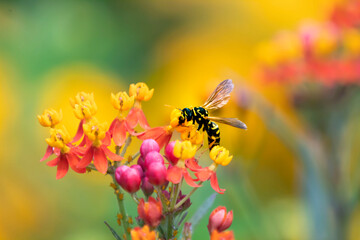 A Yellow Jacket on a flower