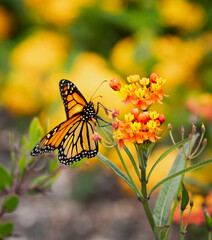Monarch butterfly sipping on flowers
