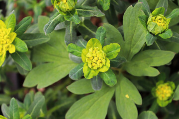 Yellow Cushion Spurge growing in an outside garden