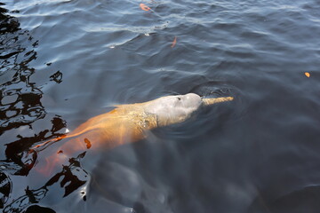 
Pink dolphin is the largest of the river dolphins, with males reaching 2.55 meters in length and 185 kilograms and 2.15 meters and 150 kilograms. Swimming in the Rio Negro, Manaus