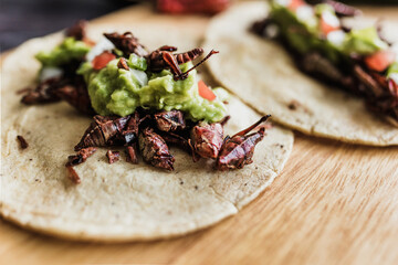 tacos de chapulines or grasshopper taco traditional in mexican food with homemade guacamole sauce in Oaxaca Mexico