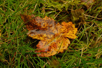 Wet colorful leaf on wet grass