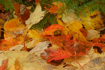 Colorful autumn leaves laying underneath the bows of a pine tree