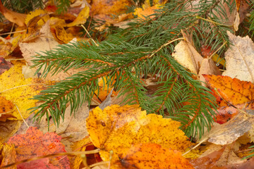 Naklejka na ściany i meble Colorful autumn leaves laying underneath the bows of a pine tree