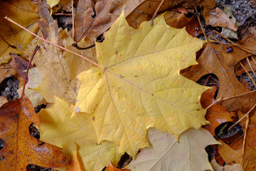 Golden yellow fallen autumn leaf laying on the wet ground