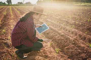 Smart farming, using modern technologies in agriculture. Agronomist Using tablet and Technology in...