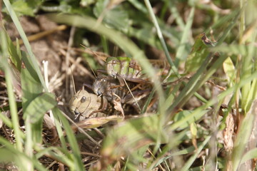 トノサマバッタ　秋の虫　migratory locust