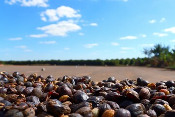 shells on the planta café