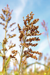 leaves on blue sky background