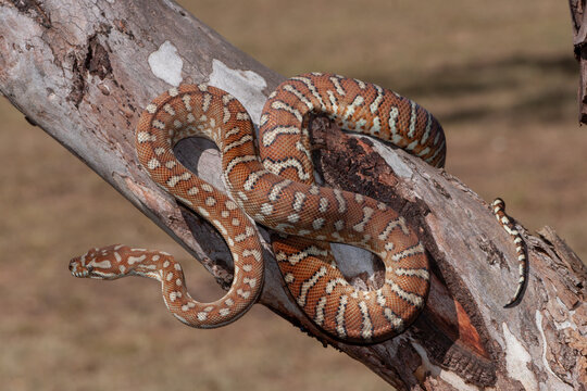Centralian Carpet Python on tree branch