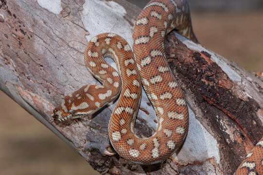 Centralian Carpet Python on tree branch
