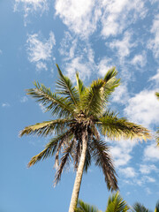 tropical palm coconut tree against blue sky with some clouds