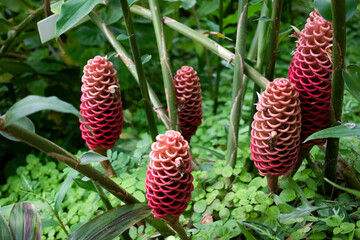 Beautiful red zingiber zerumbet plants or shampoo ginger growing in a botanical garden against a blurred, green nature background of stems, leaves and plants.