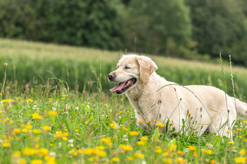 portrait of a close-cropped Golden Retriever dog 