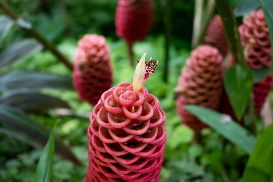 A beautiful, red zingiber zerumbet plant or shampoo ginger growing in a garden against a blurred nature  background of green leaves, plants and flowers.