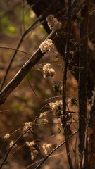wildflower