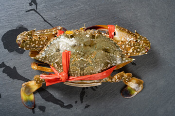 top view alive wrapped portunid on a dark background