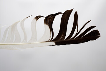 Feather on white background showing details and abstract shapes and patterns