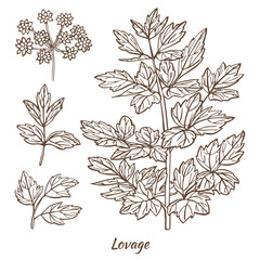 Lovage Plant and Leaves in Hand Drawn Style