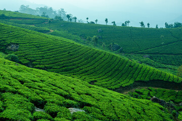 Fototapeta na wymiar Beautiful tea plantations in hills near Munnar, Kerala, India.