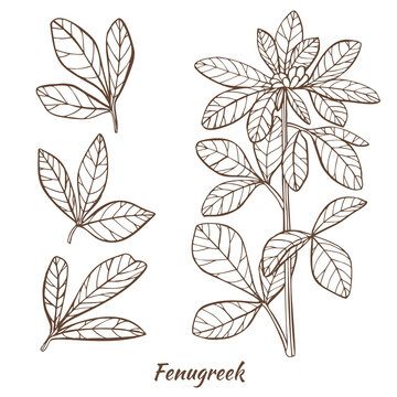 Fenugreek Plant and Leaves in Hand Drawn Style