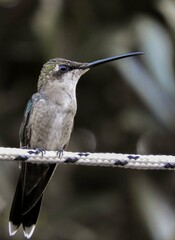 Fototapeta premium hummingbird