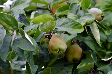 Bereczki-Quince, pear quince [Cydonia oblonga) on the tree before harvest in early summer
