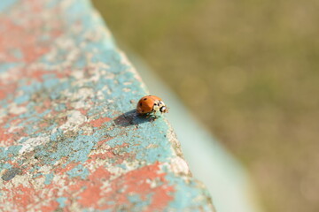 insecto