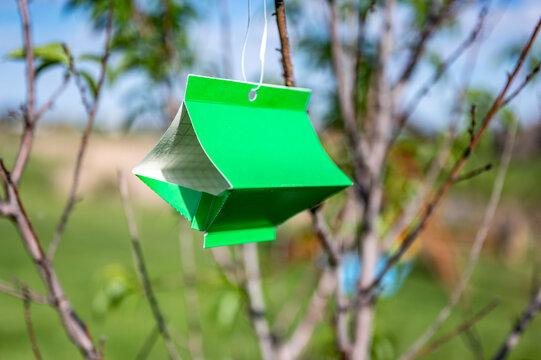 Fruit Tree Moth Sticky Trap With Pheromone Lure To Monitor Insect Adult Infestations