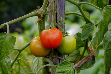 Tomatoes (Solanum lycopersicum) on the bush in summer. Three fruits in three different stages of ripeness next to each other: red and ripe, semi-ripe and still unripe green.