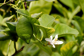 Flower and still green fruit of lemon (Citrus limon, Rutaceae) on bush in early summer, Bavaria,...