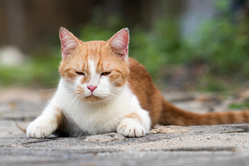 Cute cat and kitten at all expression and activities isolated in complete photo series