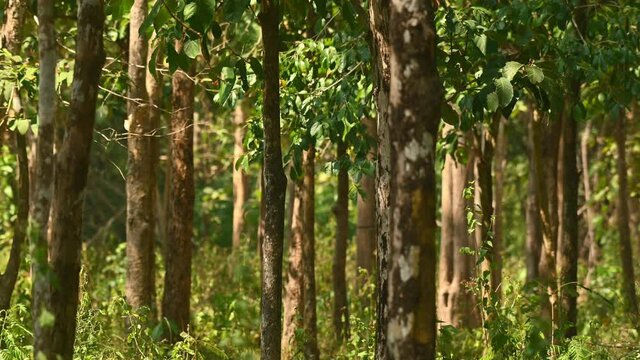 A forest in Huai Kha Kaeng Wildlife Sanctuary in Thailand during summer, sunlight coming in and summer breeze blowing in as the footage zooms out revealing the whole picture.